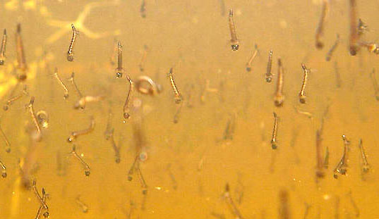 Личинки комаров в водоеме