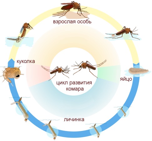 Жизненный цикл комара